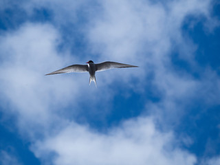 Sterne arctique en vol