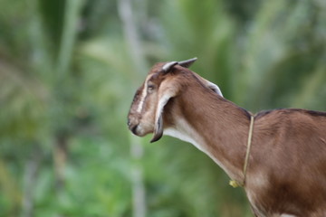 Brown goat in field, free. Steep goats