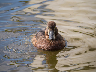 Fuligule milouinan (juvénile) de face sur le Lac Tjörnin de Reykjavik en Islande. Aythya marila.