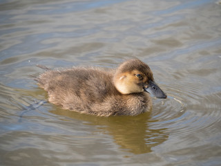 Fuligule milouinan (caneton) sur le Lac Tj&ouml;rnin de Reykjavik en Islande. Aythya marila.