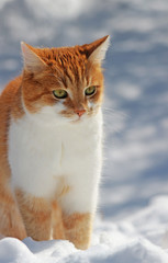 ginger cat sitting in snow