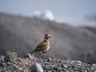 Pluvier doré en Islande, proche de la lagune glaciaire de Jökulsarlon