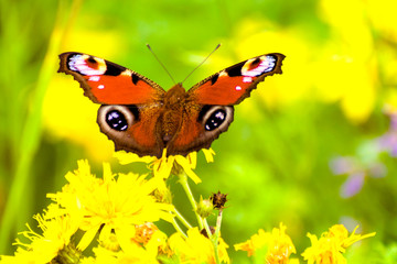 Bright red butterfly glasswing sits on yellow flowers