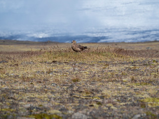 Obraz premium Labbe parasite au sol en Islande, près de la lagune glaciaire de Jökulsarlon. Stercorarius parasiticus.