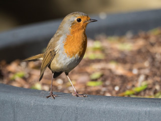 Rougegorge familier dans un jardin. Erithacus rubecula.