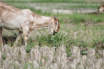 Obraz na płótnie Canvas Brown goat in field, free. Steep goats
