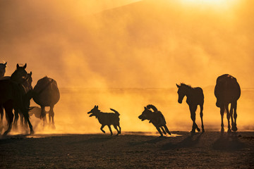 Fototapeta na wymiar Wild horses living in nature