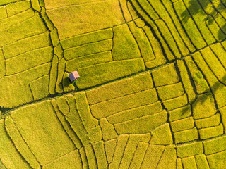 Aerial views of Small farmer local house and rice terraces field golden and green colour for tourism stay and relax with nature.