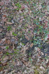Leaves