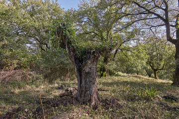 Quejigo, autumn leaves forest