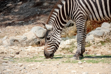 Fototapeta na wymiar Zebra donkeys living in nature