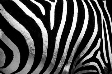 Fototapeta na wymiar Zebra donkey living in nature