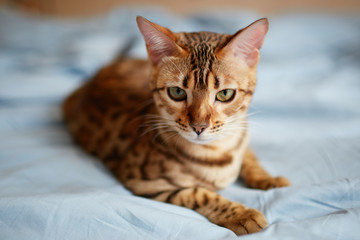 bengal kitten girl at home