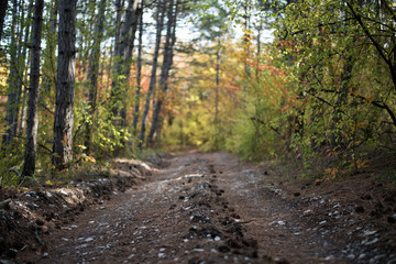 Beautiful autumn wood background.