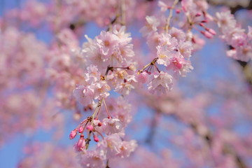 桜 / Cherry Blossoms