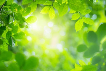 Fotobehang Slaapkamer Groen blad op de achtergrond wazig natuur met mooie bokeh en kopieer ruimte voor tekst.  © Hopeful Studio