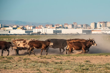 Wild cows living in nature