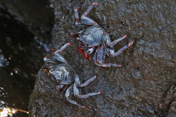 Crabe de Tenerife