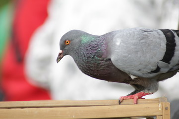 homing pigeon, racing pigeon or domestic