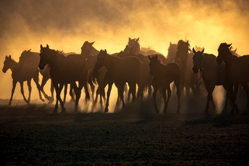 Wild horses living in nature