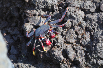 Crabe de Tenerife