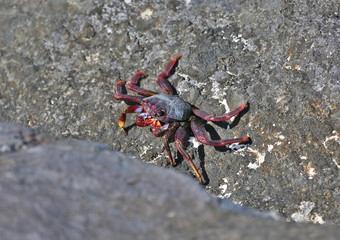 Crabe de Tenerife