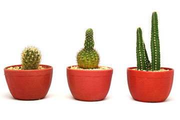 Mini cactus in red pot isolated white texture background