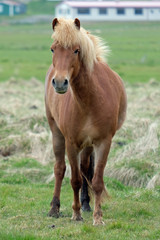 Fototapeta premium Islandpferd 3