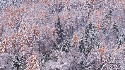 美瑛　冬が訪れた森