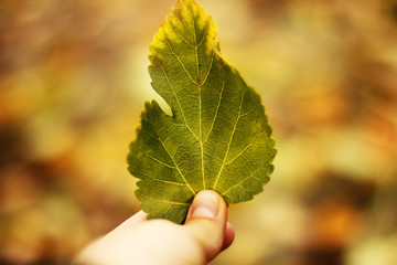 Green leaf in hand close up
