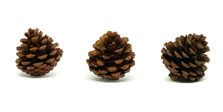 Pine cone or Conifer cone isolated with white background 