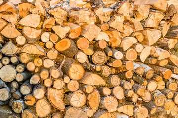 Nursery deciduous plants in the autumn sunny day. Wood prepared for winter heating.