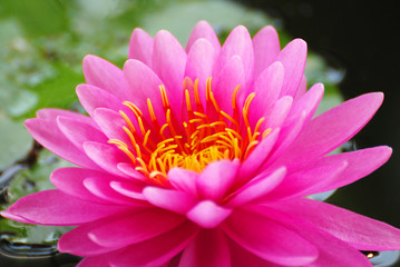 Macro blooming Pink Lotus Flower or Pink Nymphaea Water lily is a genus of hardy and tender aquatic plants in the family Nymphaeaceae. 