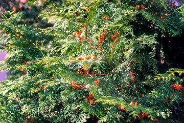 fir twigs Christmas tree street photo