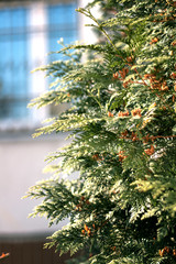 fir twigs Christmas tree street photo