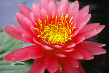 Closeup Red Lotus Flower or Pink Nymphaea Water lily is a genus of hardy and tender aquatic plants...