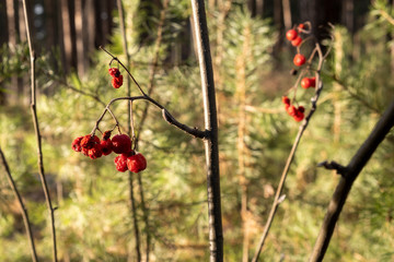thin rowan branches, yellowed leaves and red ripe berries on the rowan tree, blurred background with pine trees warm sunny autumn day