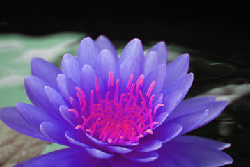 Closeup Blue Nymphaea Water lily or Blue Lotus Flower on the lotus lake - beautiful flower frame postcard background texture concept 