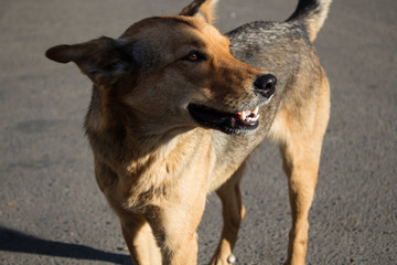 Red dog on the street. Beautiful dog.