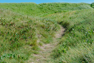 Summer landscape- path on the hill