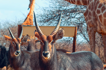 Two Waterbuck males close up in long grass. Etosha National Park, Namibia. Wild african animals.