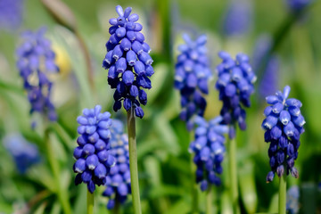 Gruppe Traubenhyazinthen scharf und unscharf