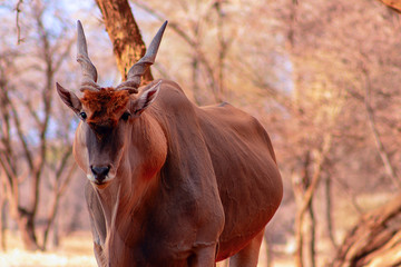 Beautiful Images  of African largest Antelope. Wild african Eland antelope  close up, Namibia,...