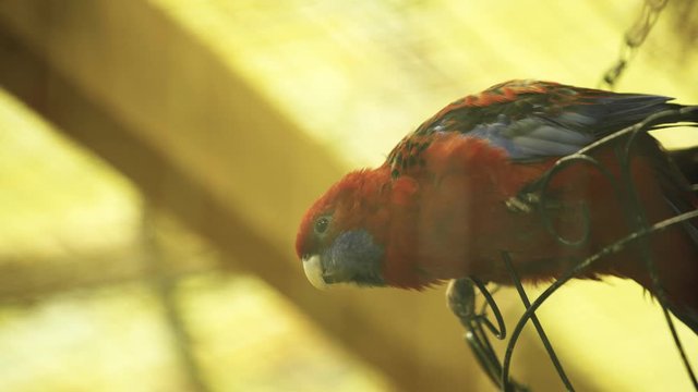colorful parrot sitting on metallic cage 