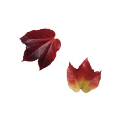Two isolated red autumn leaves of boston ivy, garden decorative plant
