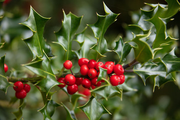 mistletoe in the autumn close up, plant in the natural environment