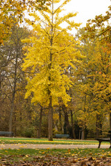 Fototapeta premium autumn in the park