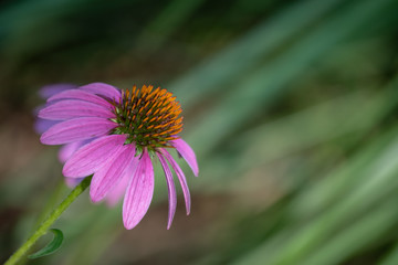 This pretty echinacea plant stands out beautifully against a defocused background at a unique angle.