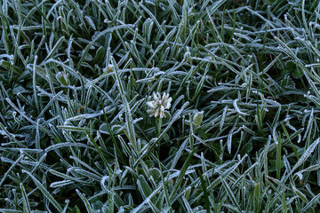 Frosty morning. Dew and drizzle on the grass