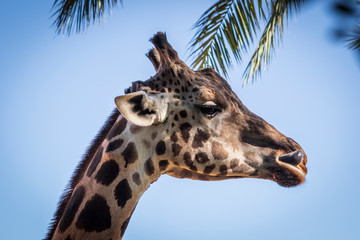 Primer plano de la cabeza de una jirafa 